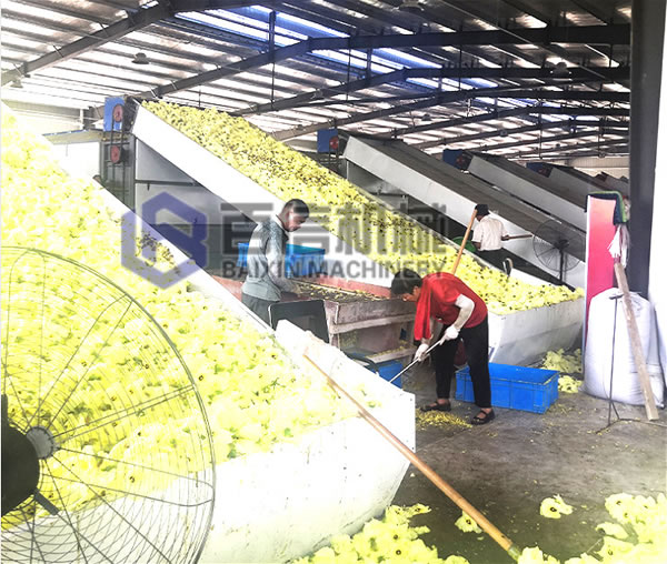 黃蜀葵烘干設備案例